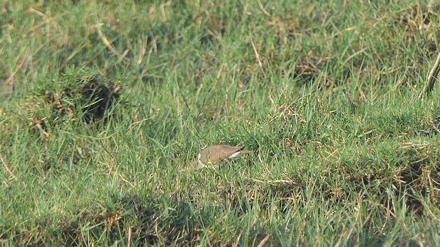 Common Sandpiper - ML623951726