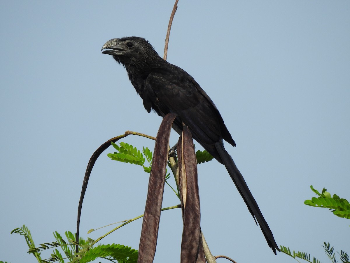 Groove-billed Ani - ML623951764