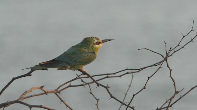 Blue-cheeked Bee-eater - ML623951768