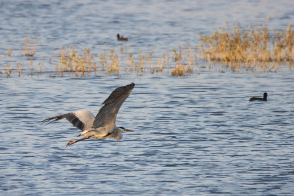 Gray Heron - Jeff Hullstrung