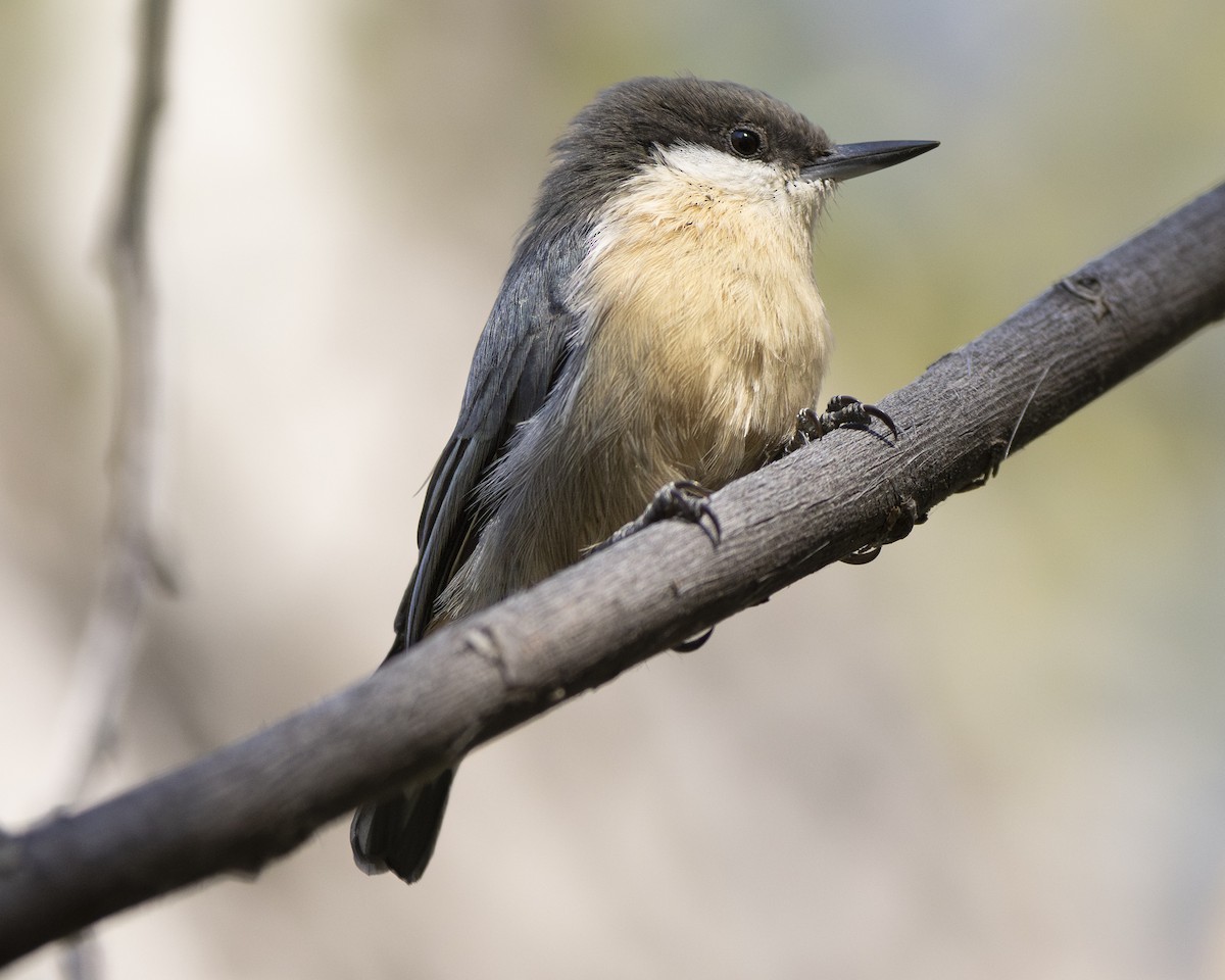 Pygmy Nuthatch - ML623951780