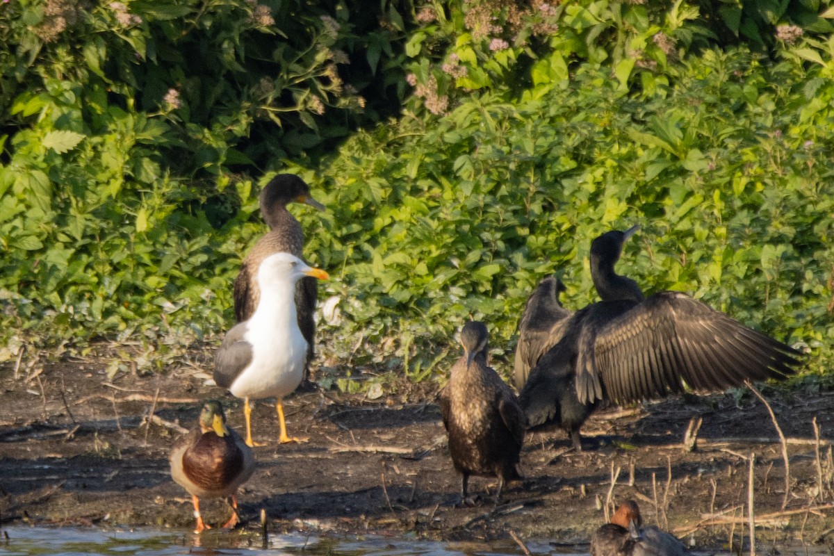 Lesser Black-backed Gull - ML623951792