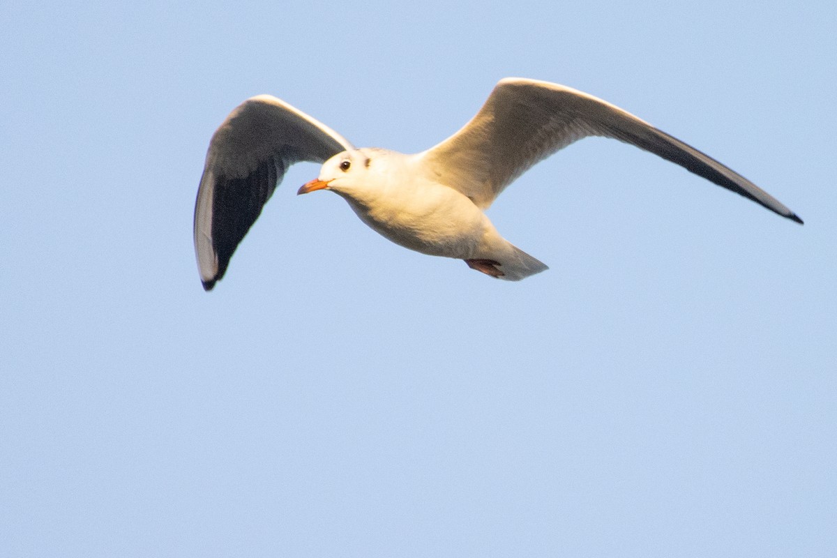 Black-headed Gull - ML623951803