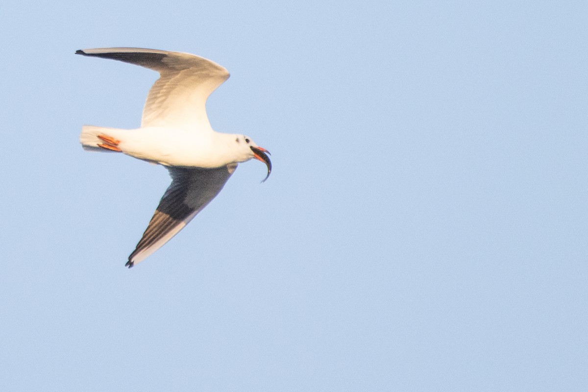 Black-headed Gull - Jeff Hullstrung