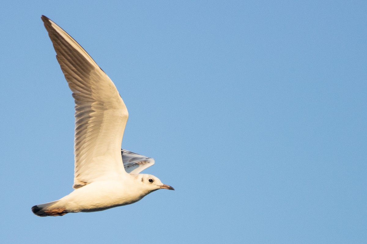 Black-headed Gull - ML623951805