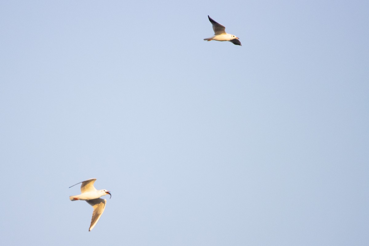 Black-headed Gull - ML623951806