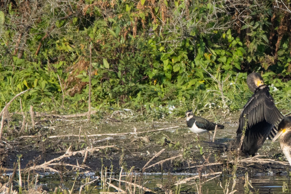 Northern Lapwing - ML623951808