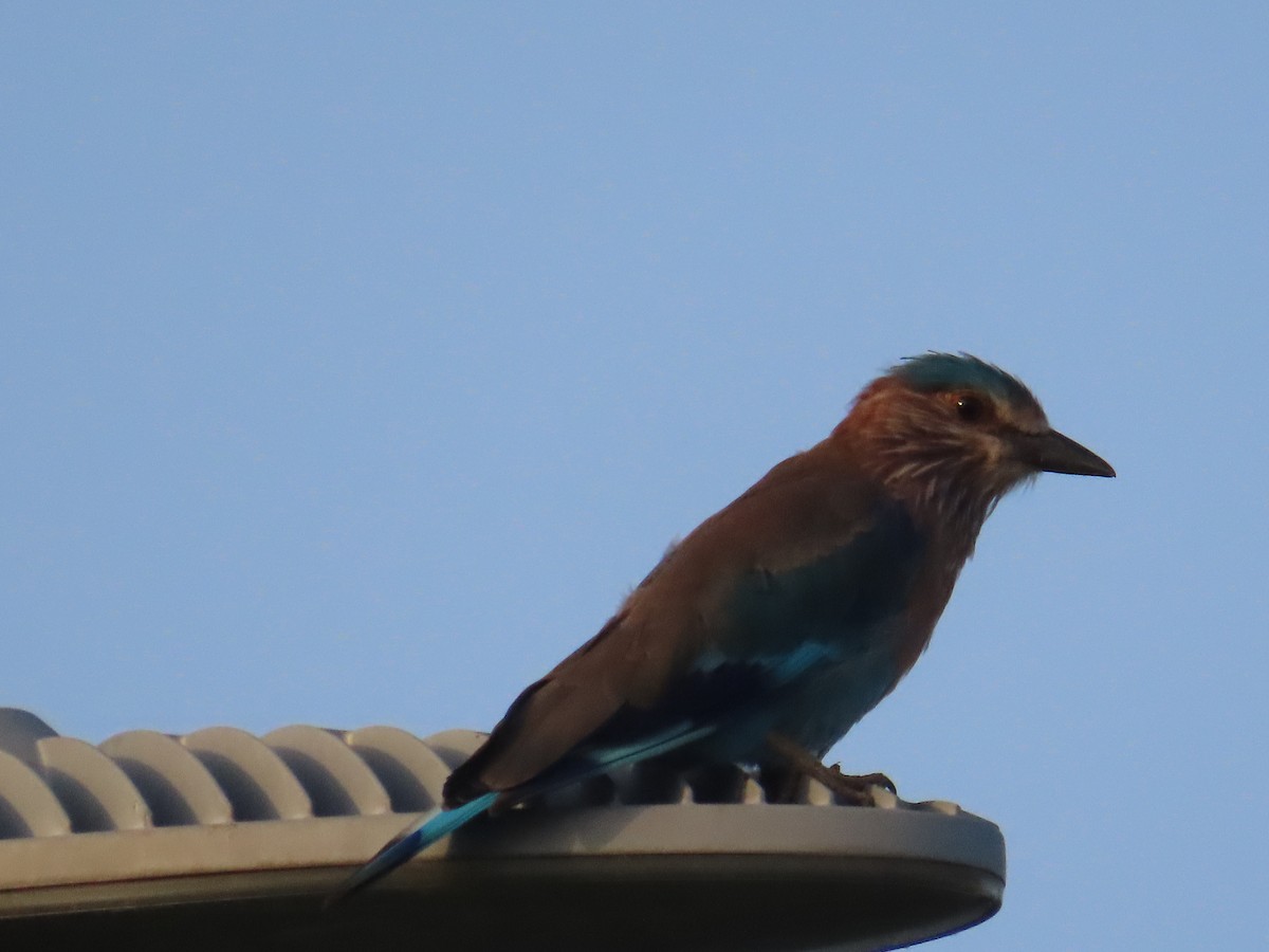 Indian Roller - ML623951809