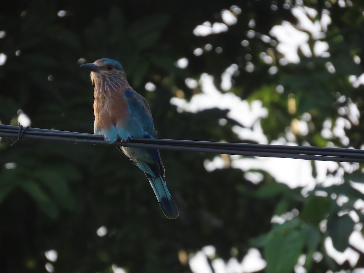 Indian Roller - ML623951810