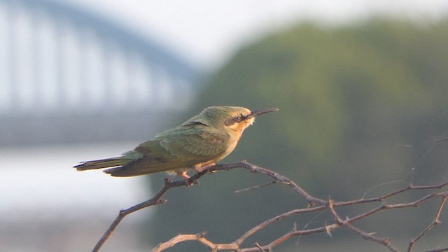 Blue-cheeked Bee-eater - ML623951811