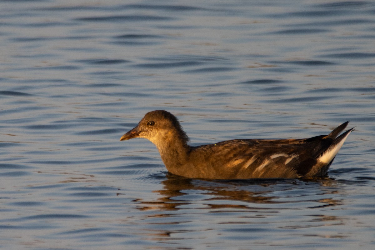 Eurasian Moorhen - ML623951816