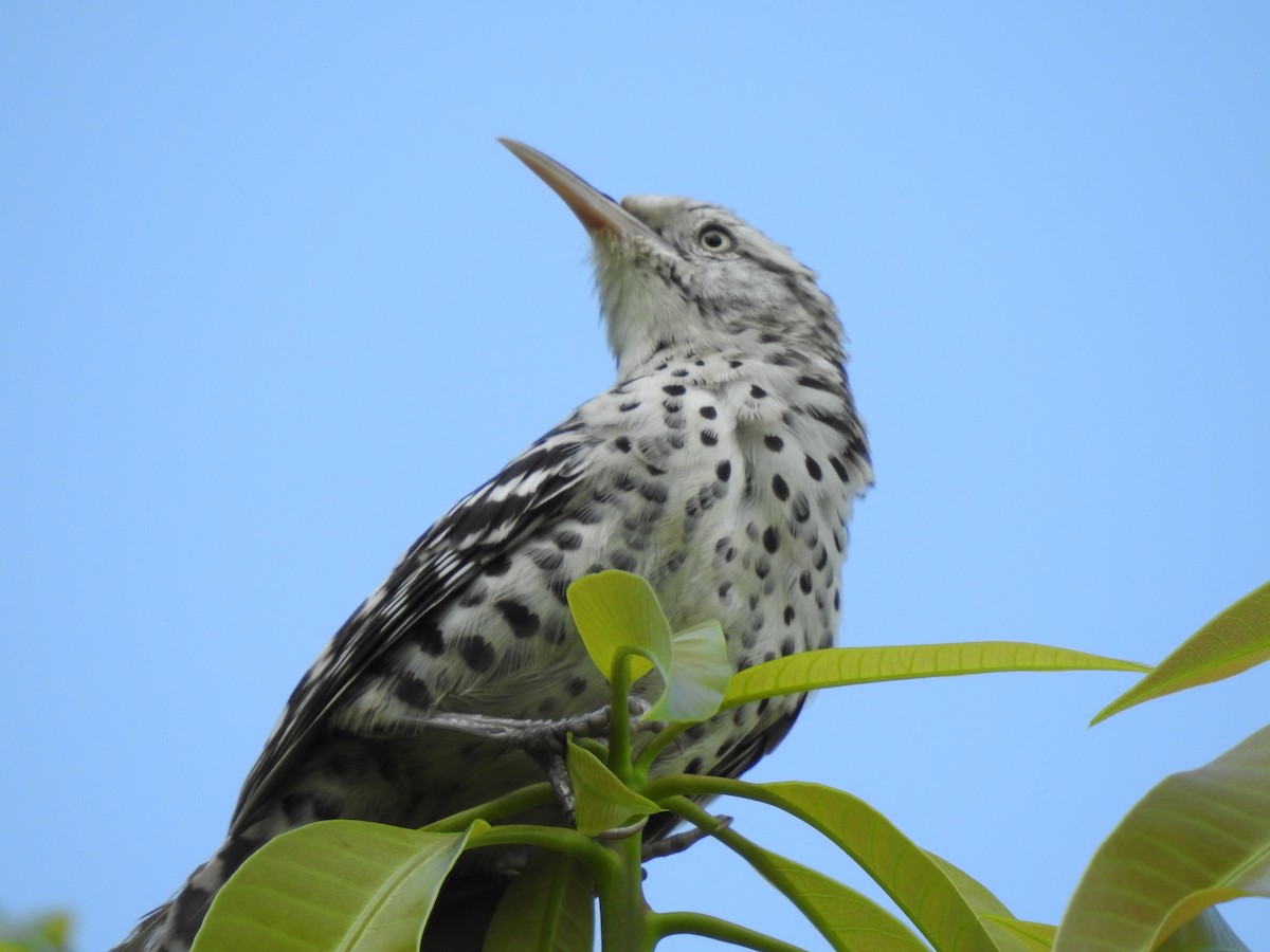 Stripe-backed Wren - ML623951818