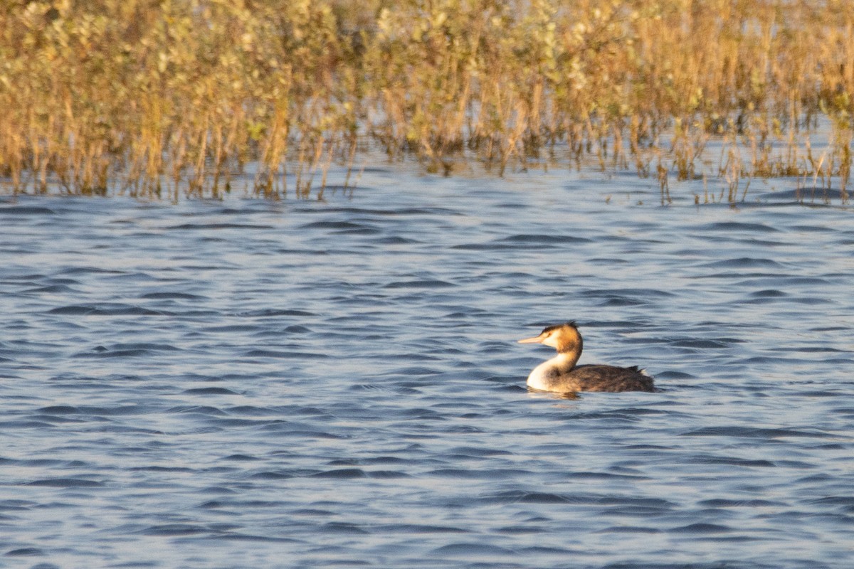 Great Crested Grebe - ML623951819