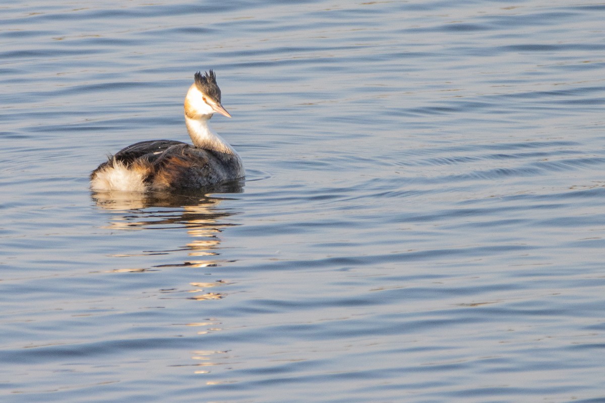 Great Crested Grebe - ML623951820