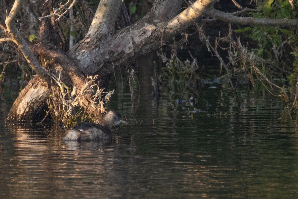 Little Grebe - ML623951833