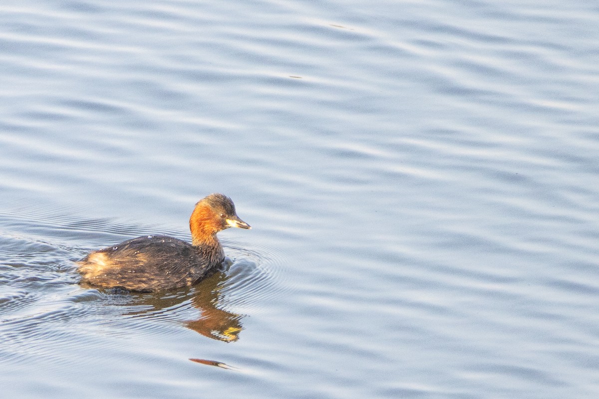 Little Grebe - ML623951834