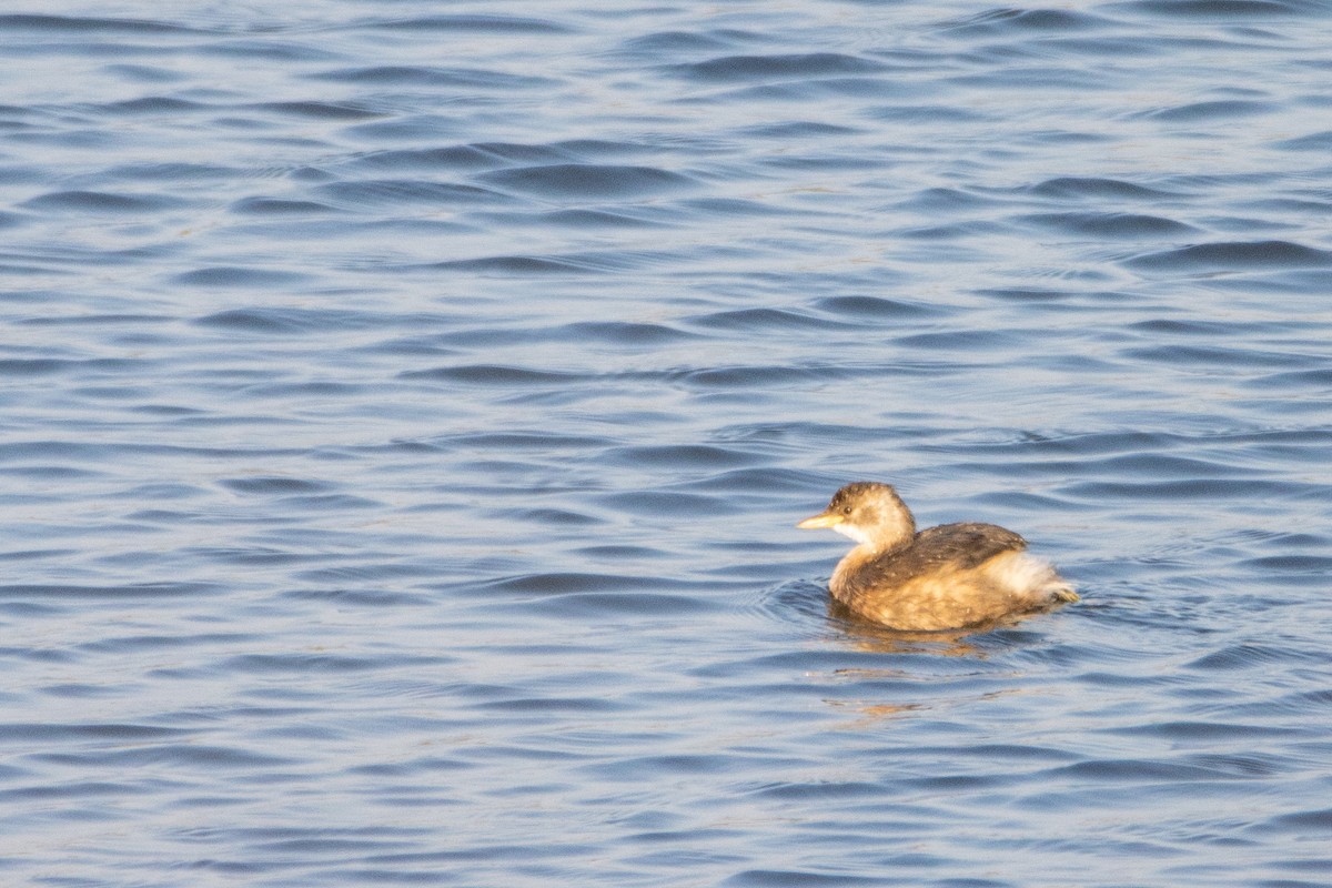 Little Grebe - ML623951835