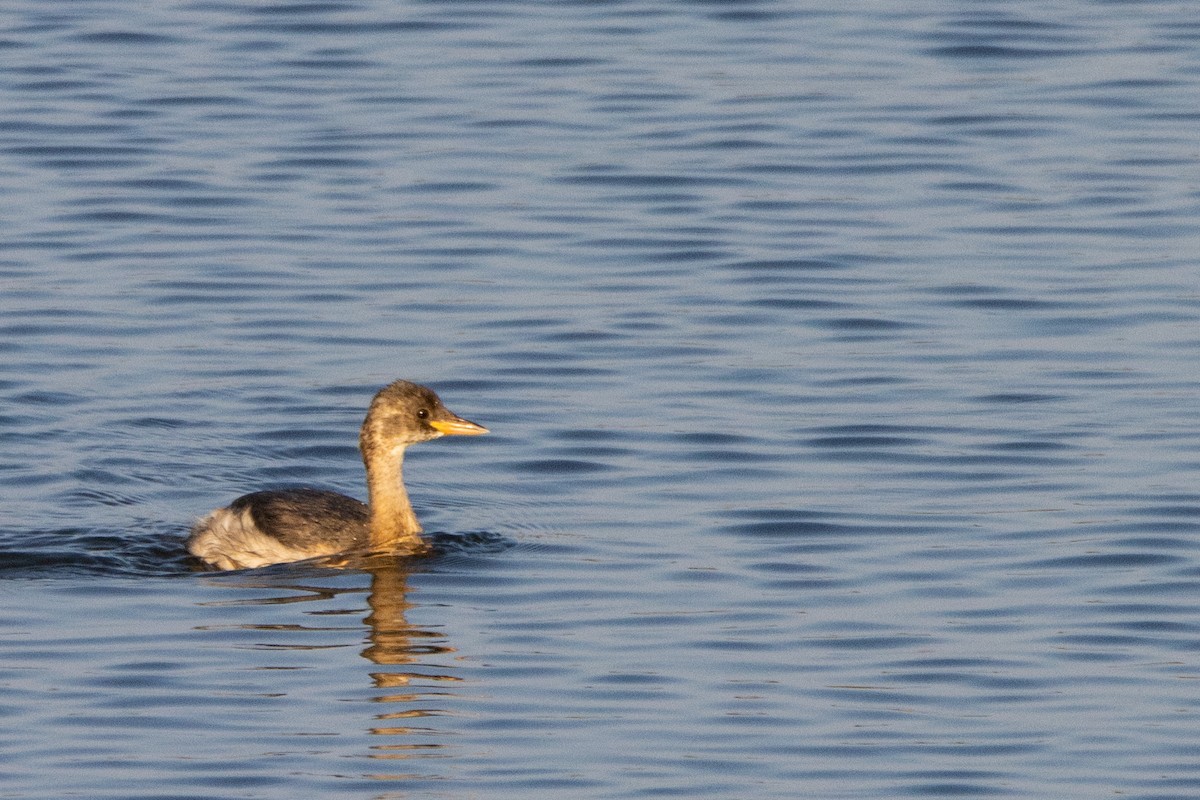 Little Grebe - ML623951836