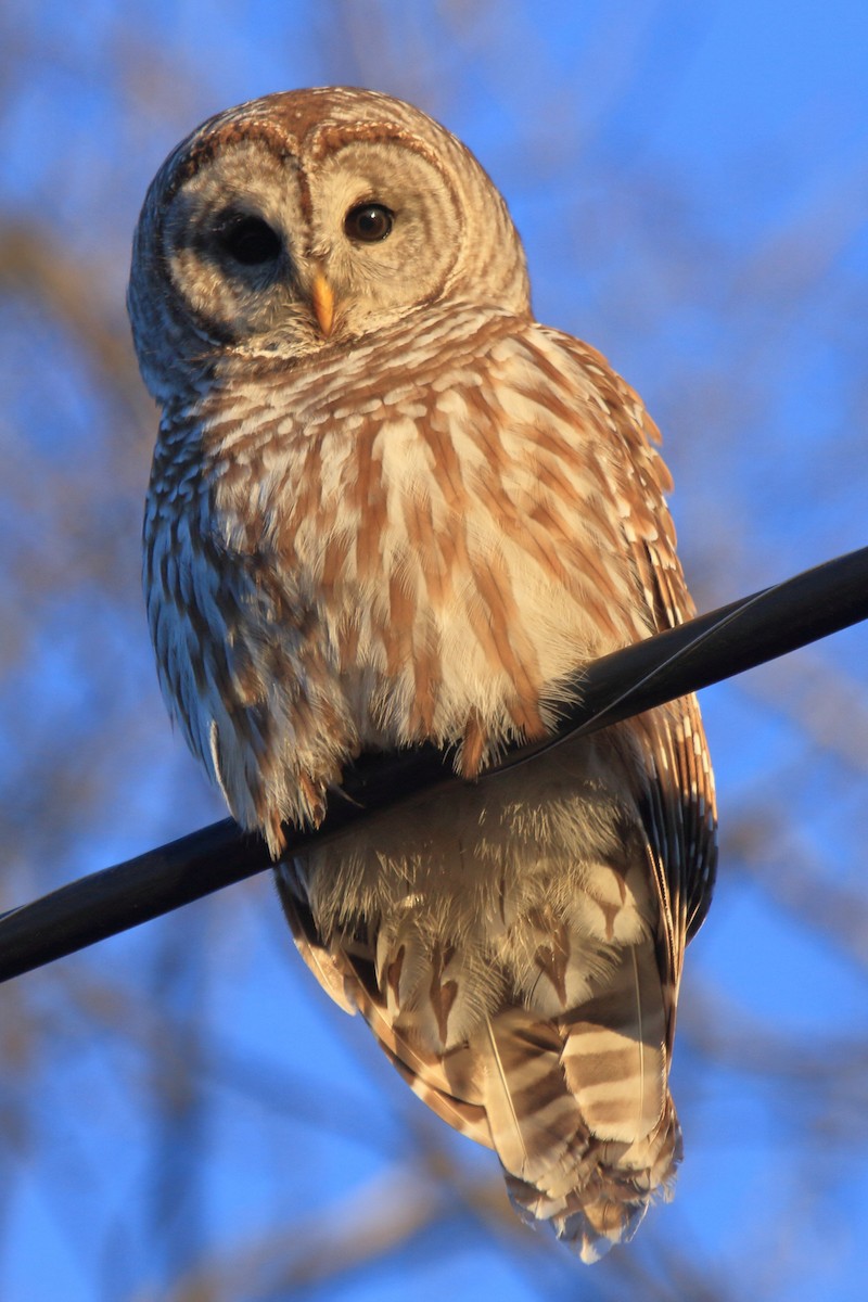 Barred Owl - ML623951841