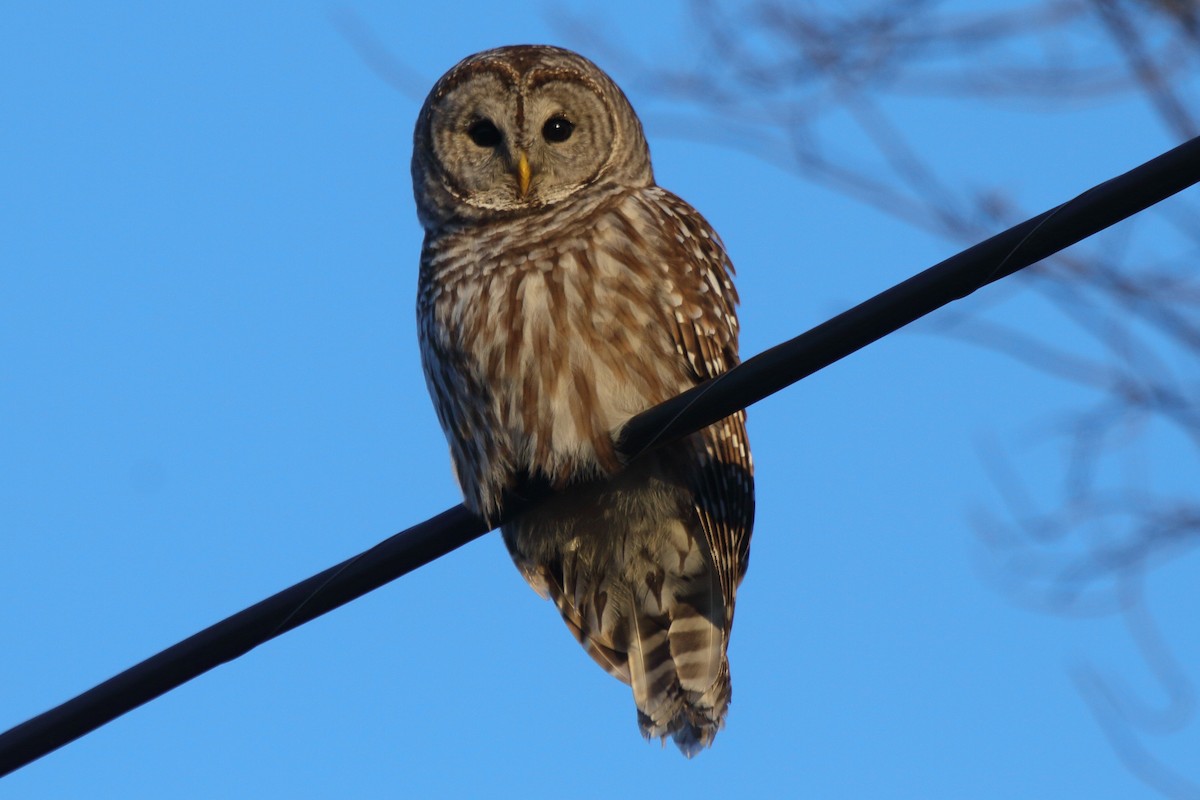 Barred Owl - ML623951844