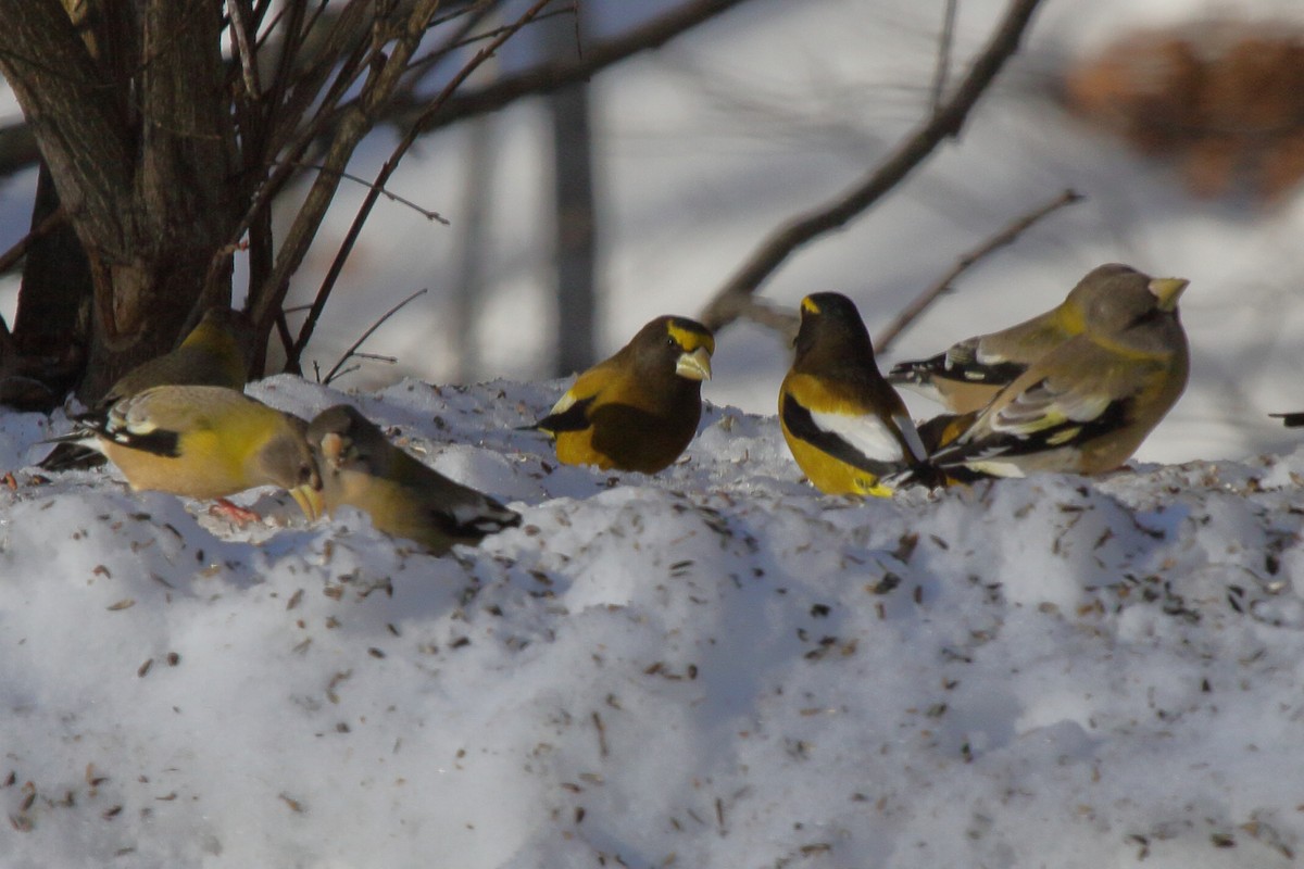 Evening Grosbeak - ML623951850