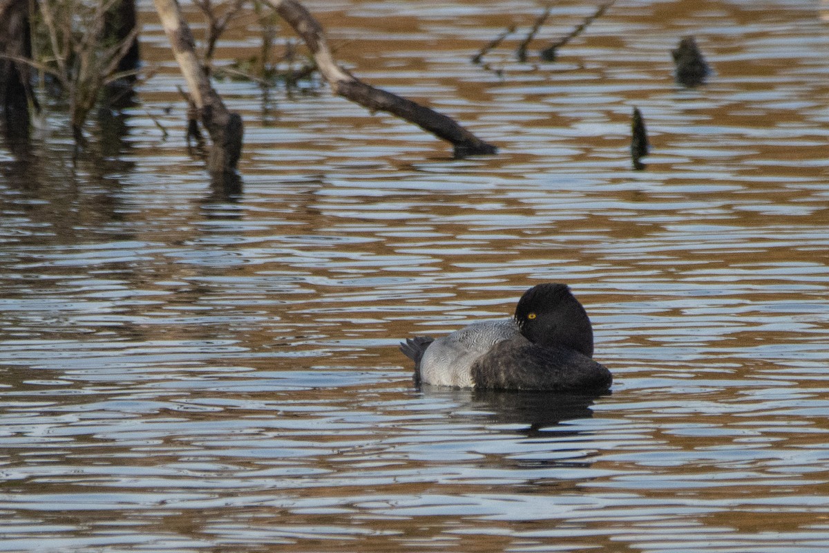 Tufted Duck - ML623951856