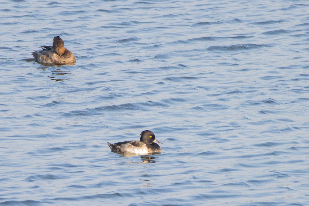 Tufted Duck - ML623951859