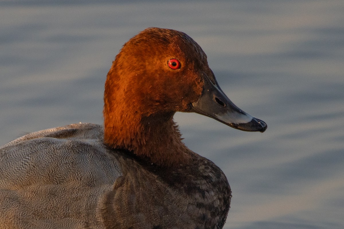 Common Pochard - ML623951865