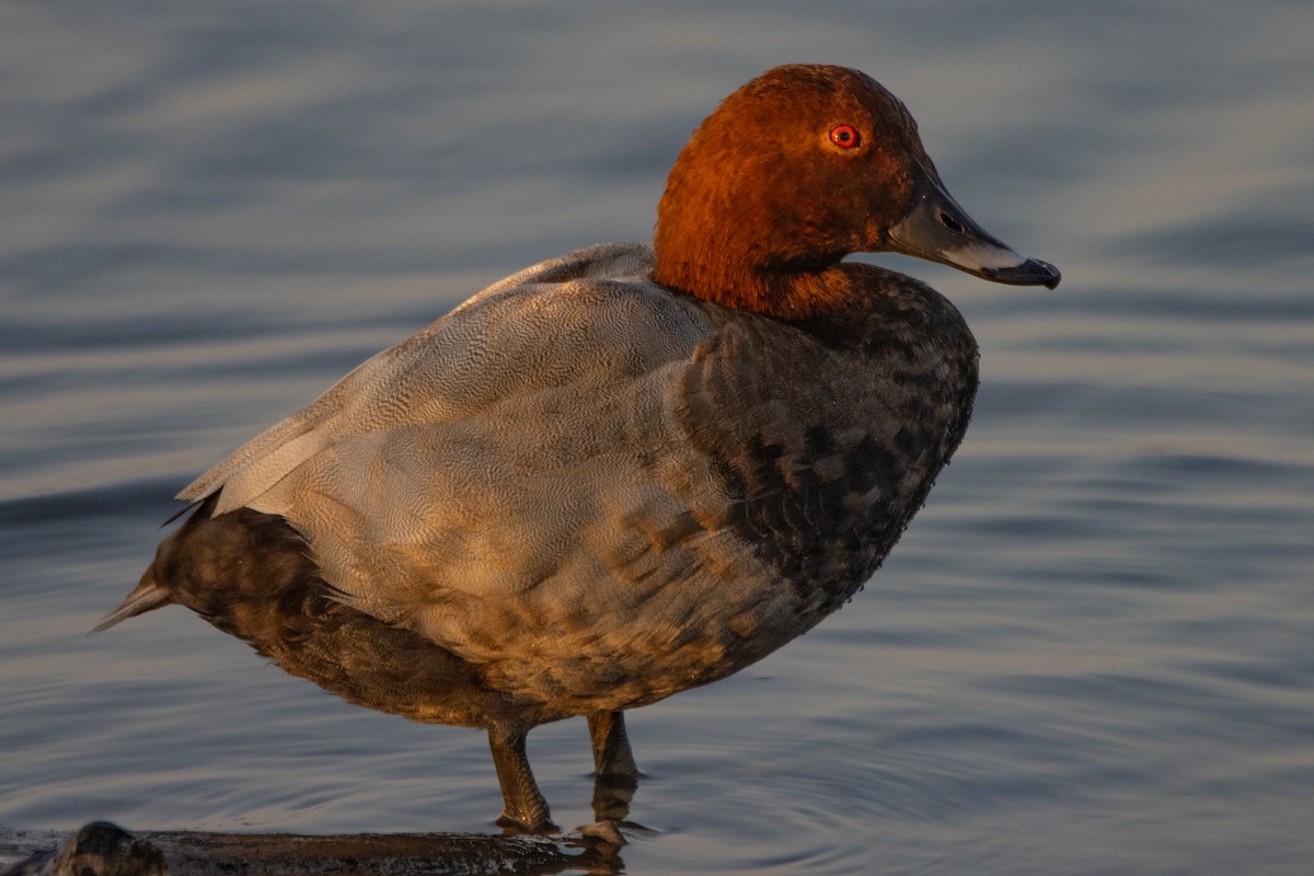 Common Pochard - Jeff Hullstrung