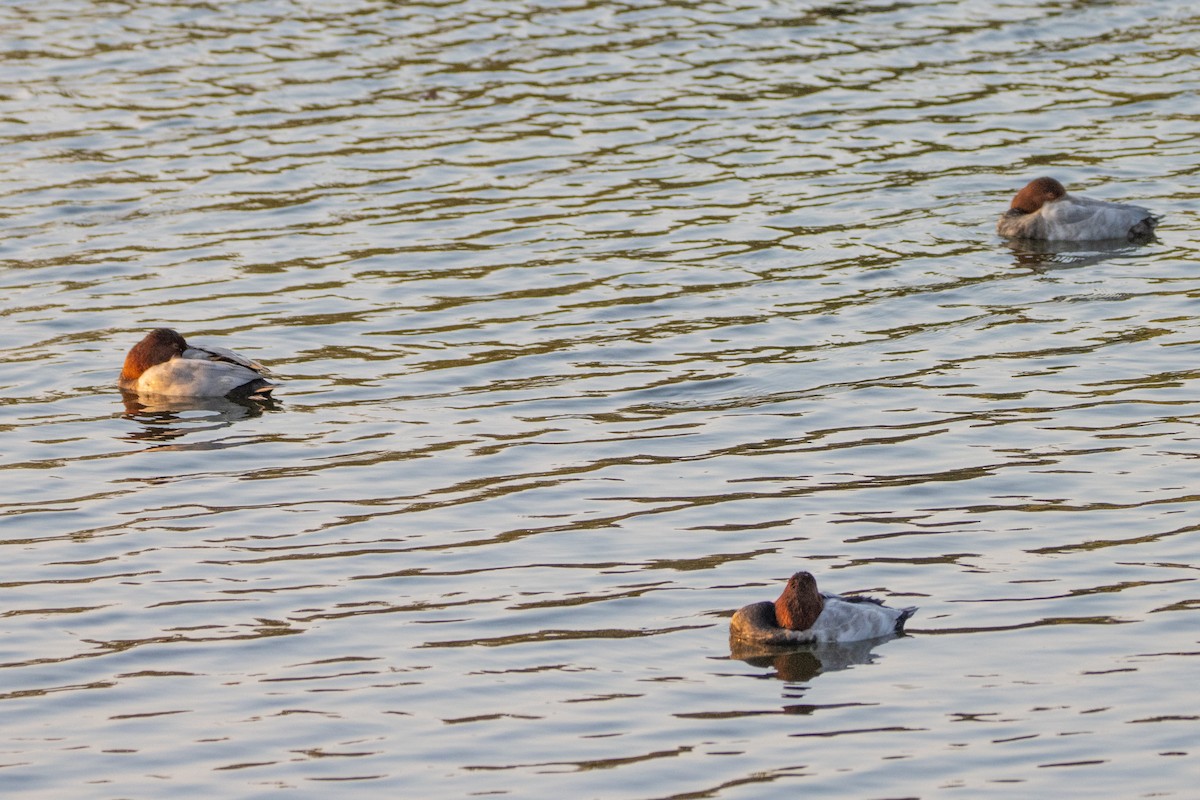 Common Pochard - ML623951867