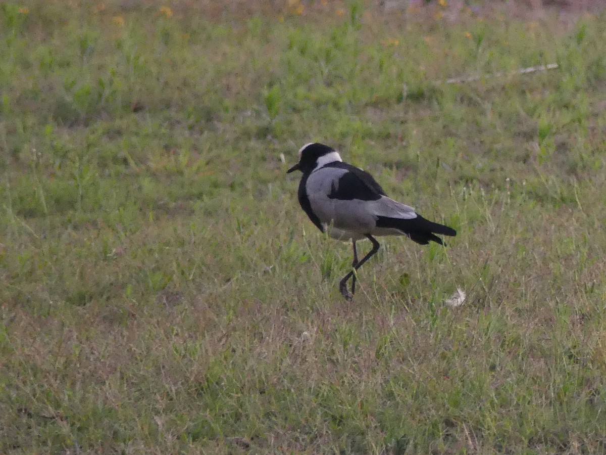 Blacksmith Lapwing - ML623951871