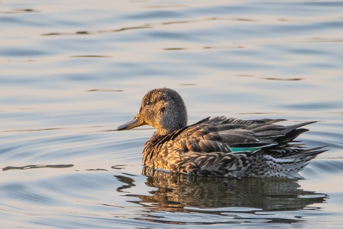 Green-winged Teal - ML623951875