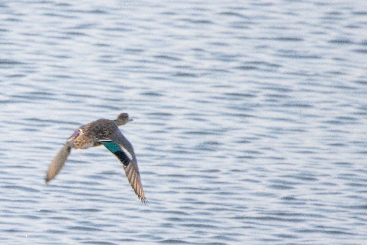 Green-winged Teal - ML623951876