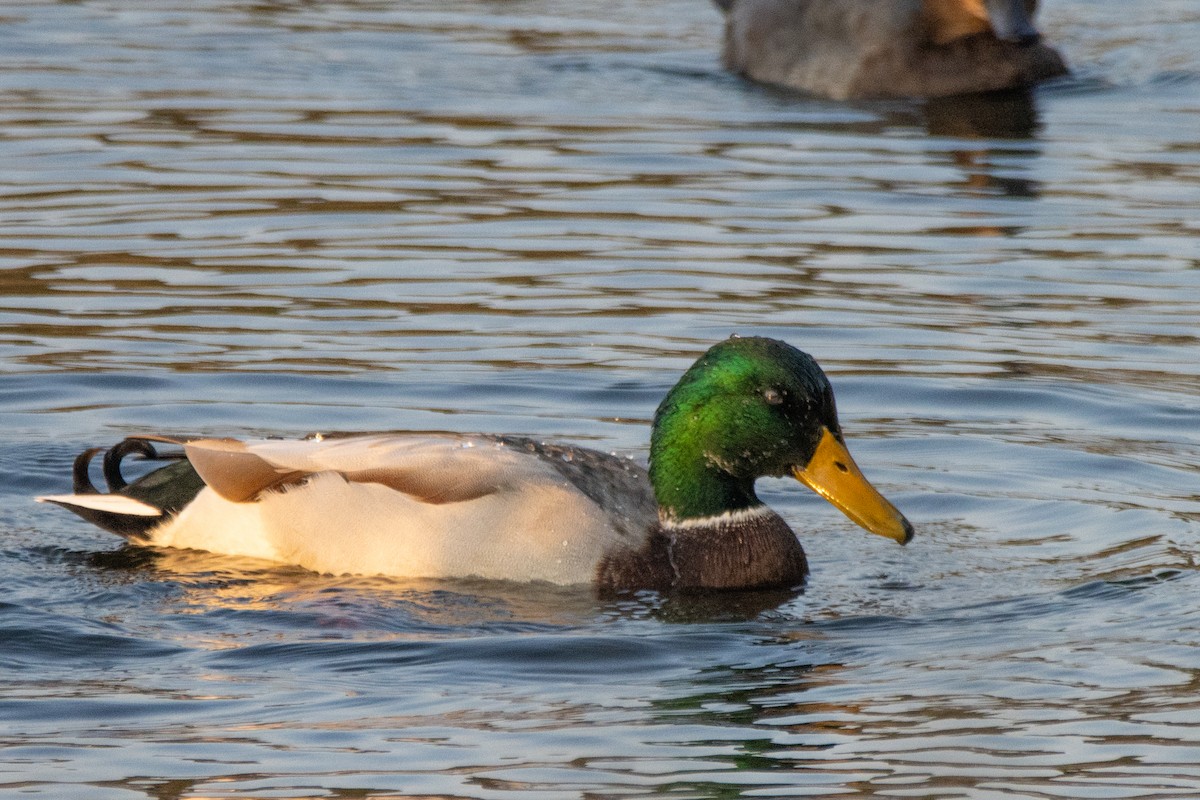 Mallard - Jeff Hullstrung