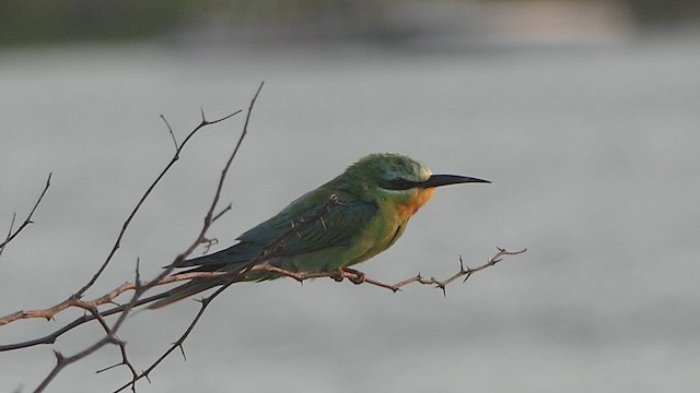 Blue-cheeked Bee-eater - ML623951879