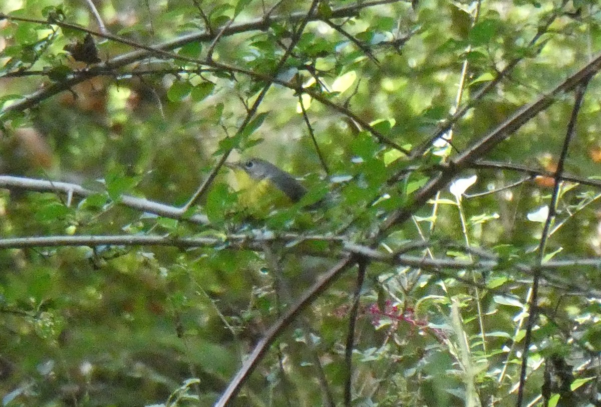 Canada Warbler - ML623951884