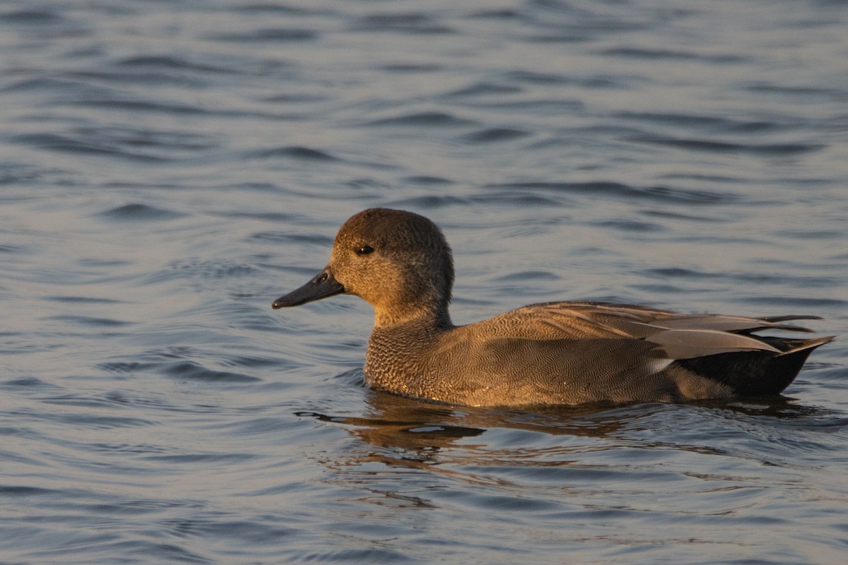 Gadwall - ML623951895