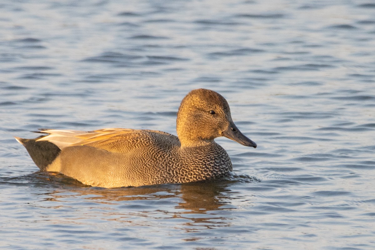 Gadwall - ML623951896