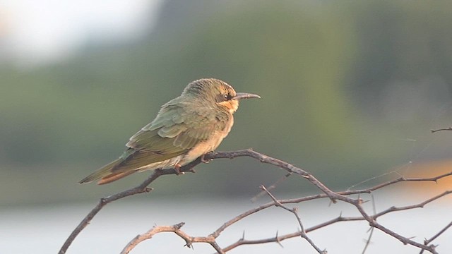 Blue-cheeked Bee-eater - ML623951897