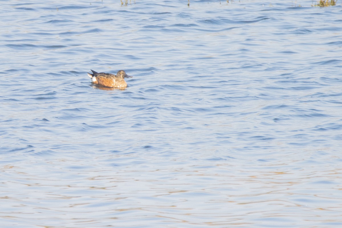 Northern Shoveler - ML623951899