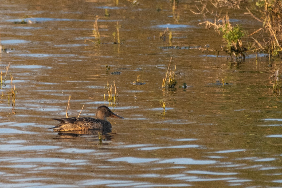 Northern Shoveler - ML623951900