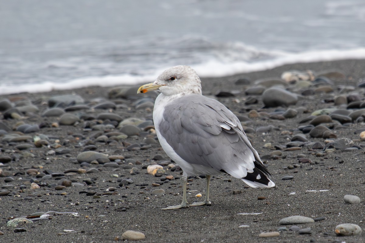 California Gull - ML623951910