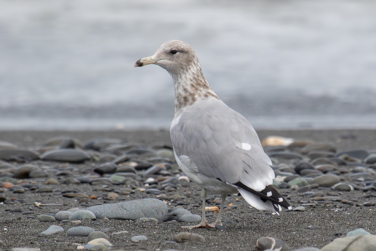 California Gull - ML623951912