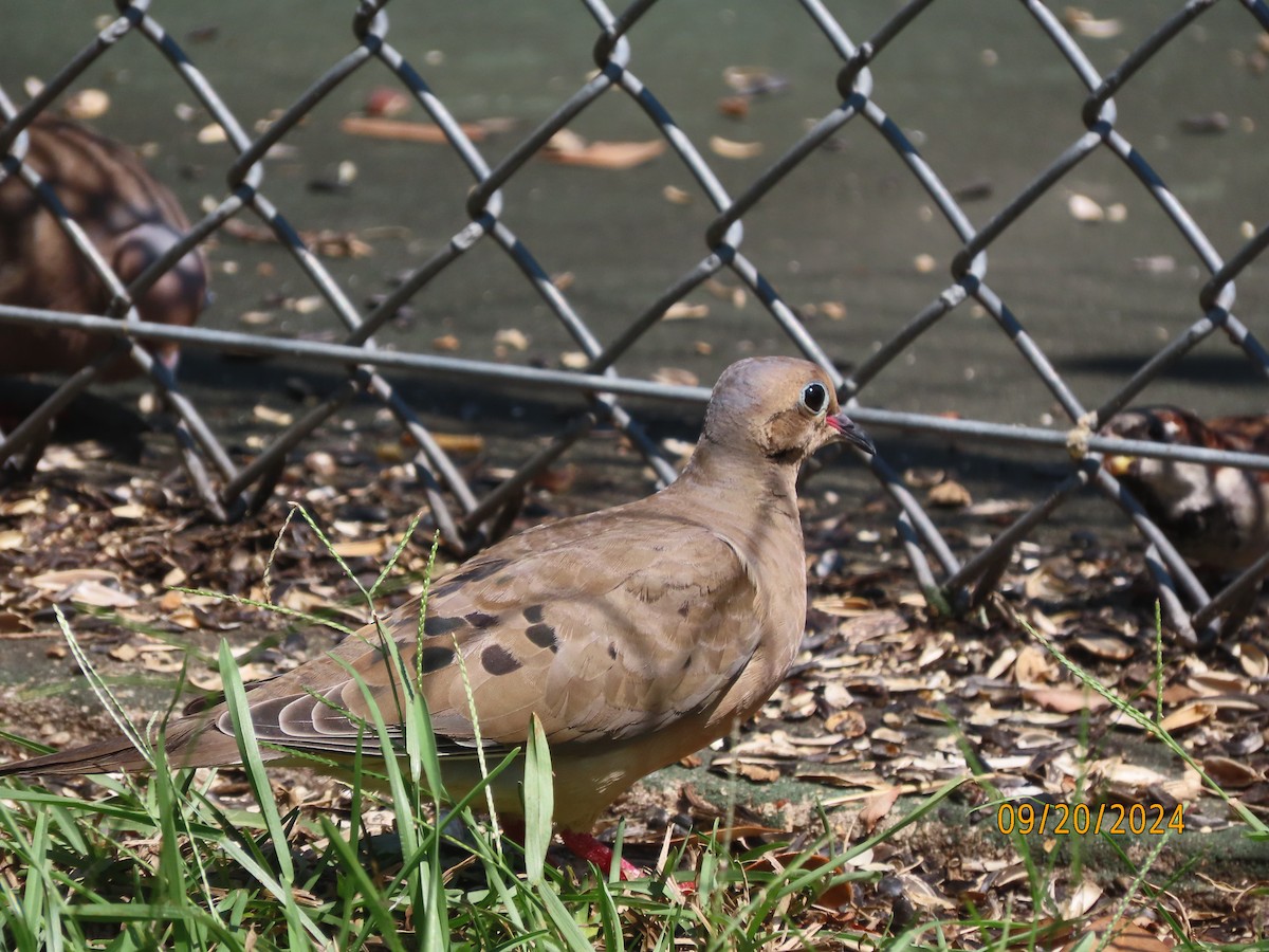 Mourning Dove - ML623951914