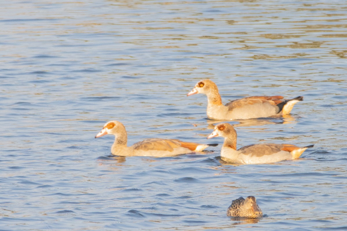 Egyptian Goose - ML623951917