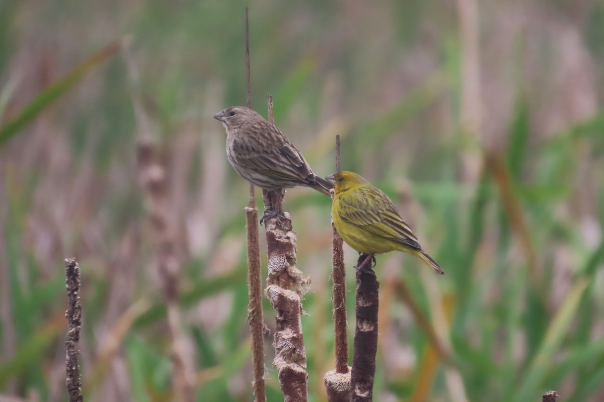 Saffron Finch - ML623951927