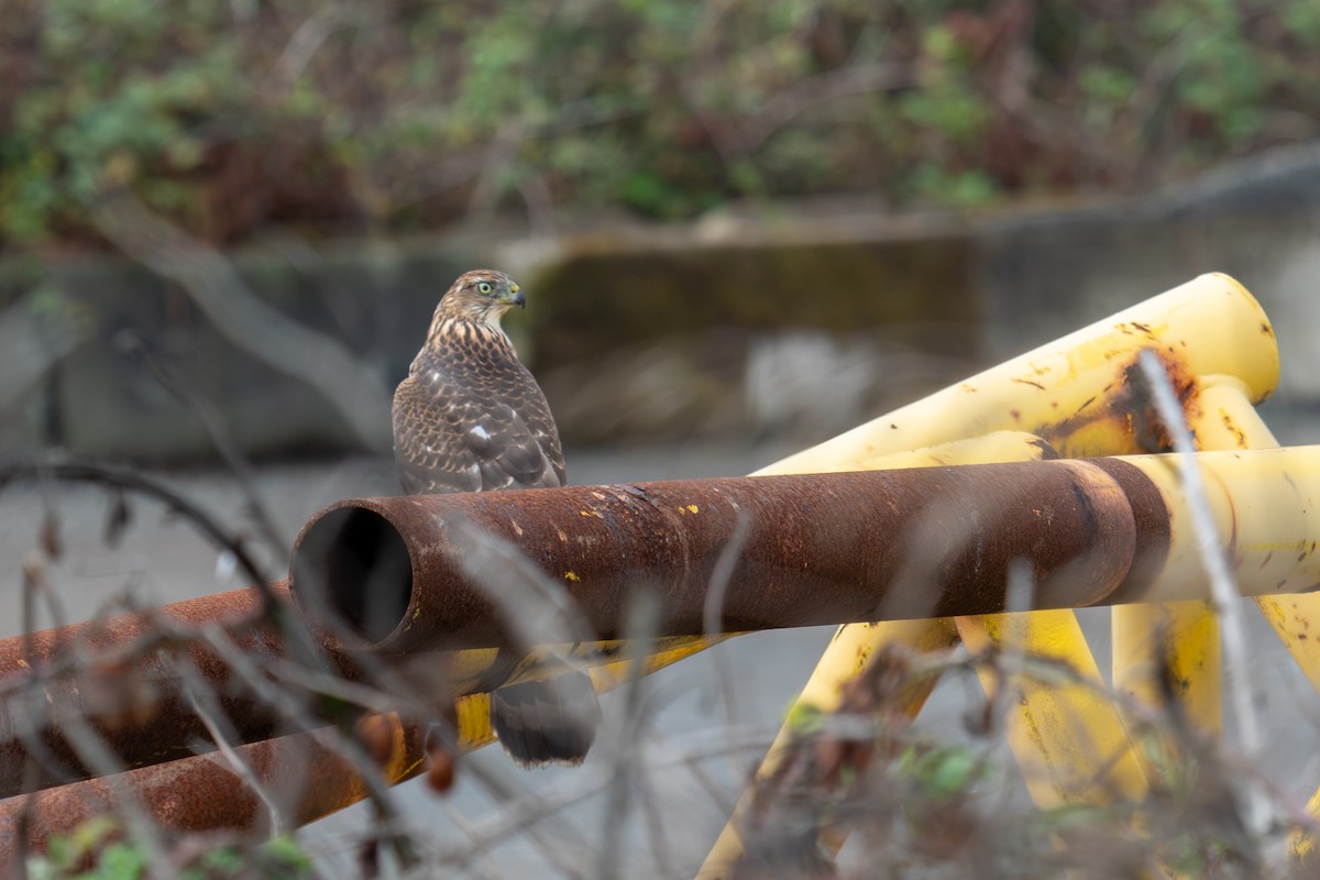 Cooper's Hawk - ML623951934