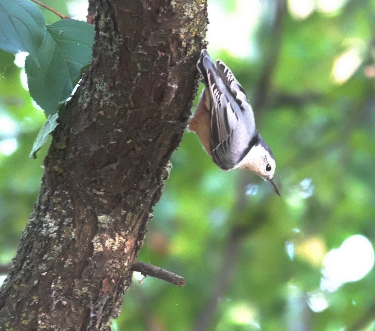 White-breasted Nuthatch - ML623951938