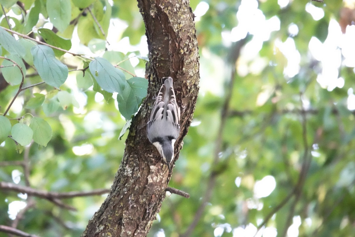 White-breasted Nuthatch - ML623951939