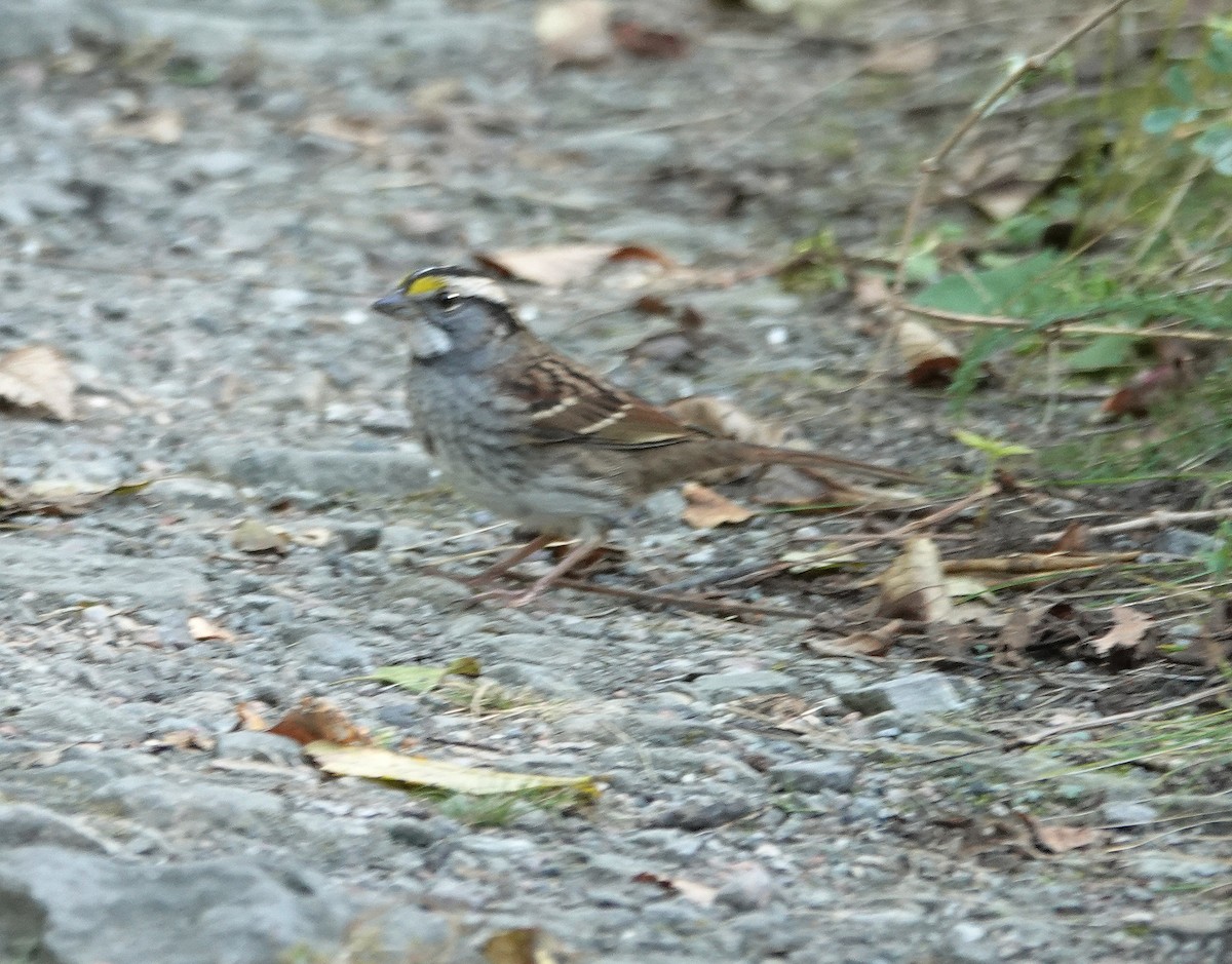 White-throated Sparrow - ML623951949